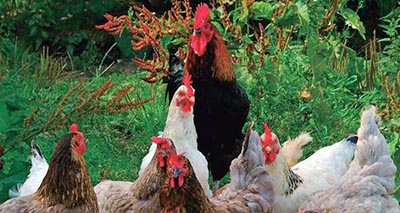 Imagen de gallo y gallinas